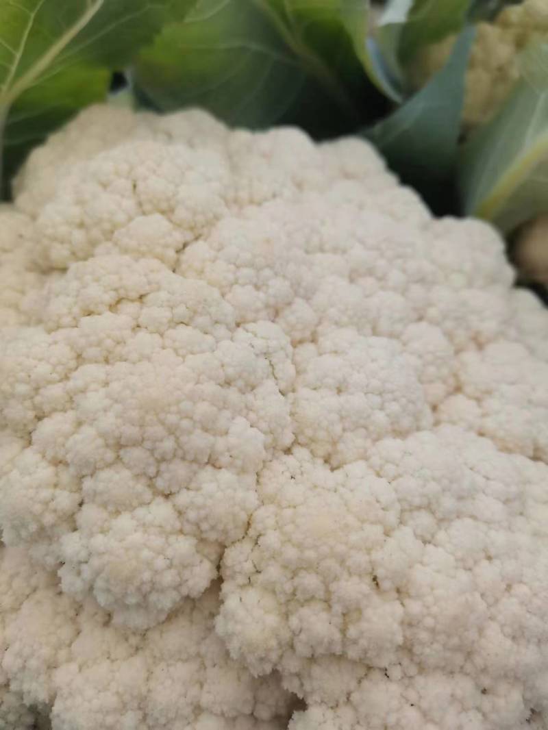 有机花菜青梗白面有机花菜大量供应产地直发