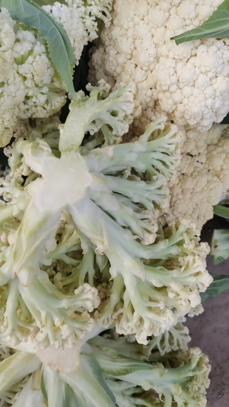 有机花菜青梗白面有机花菜大量供应产地直发