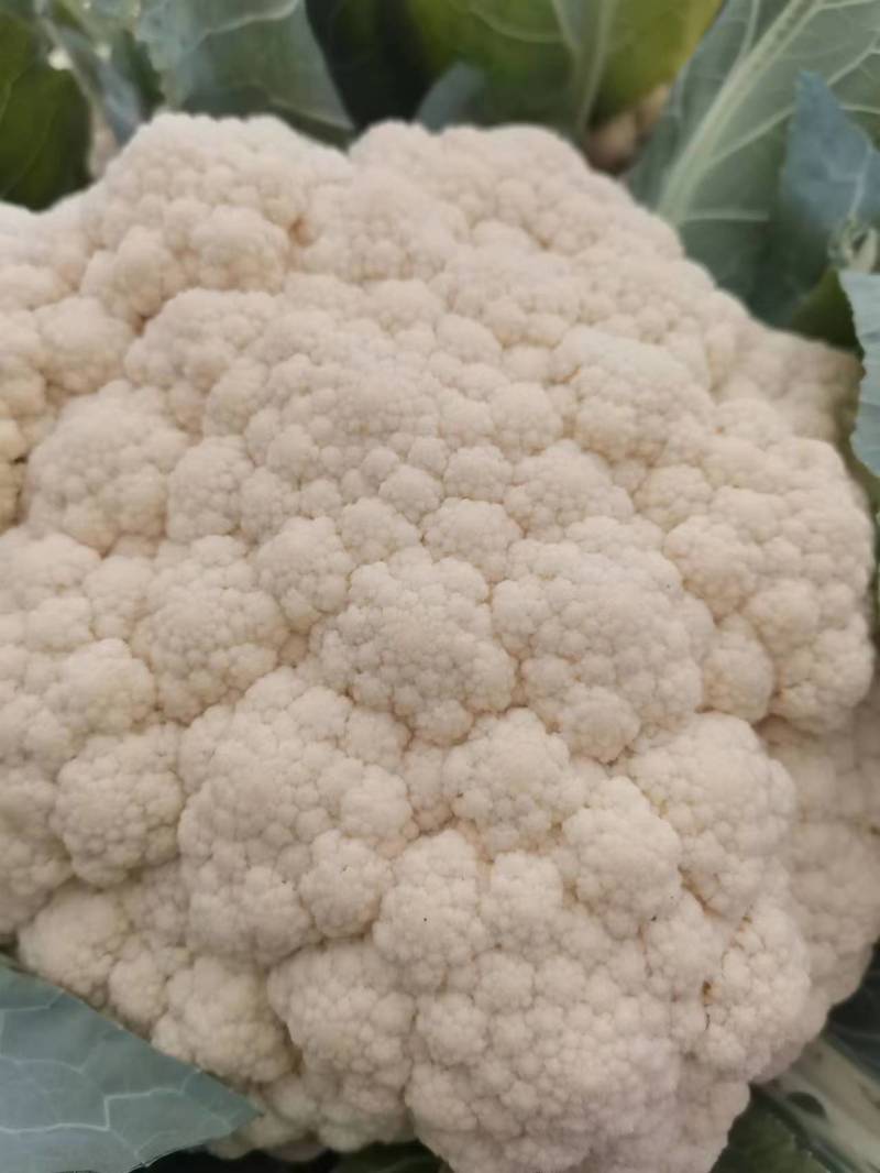 有机花菜青梗白面有机花菜大量供应产地直发