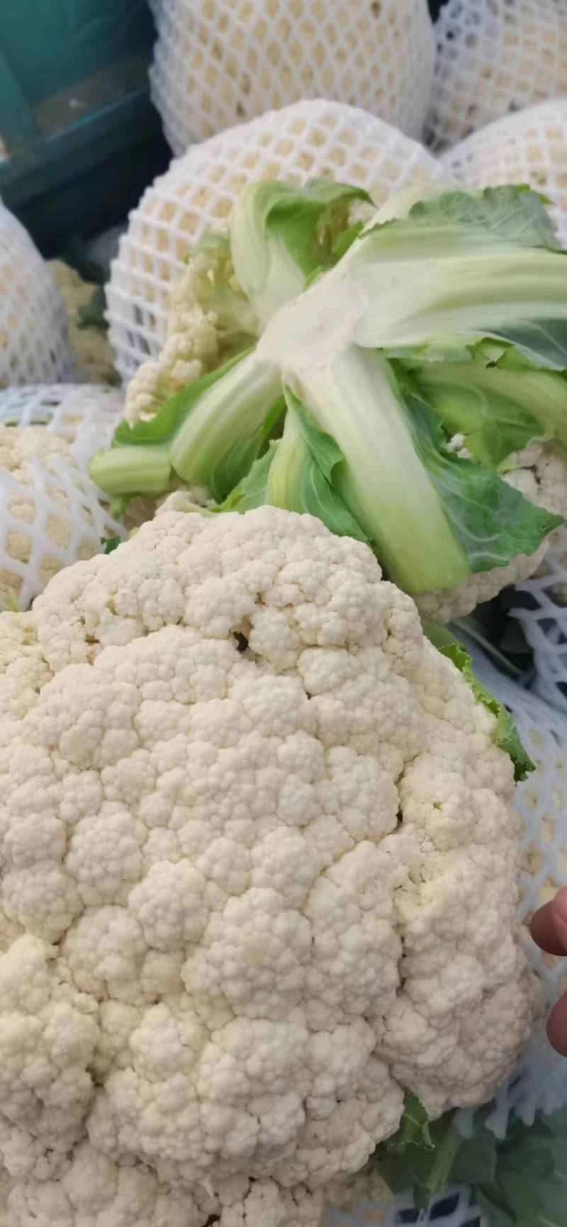 有机花菜青梗白面有机花菜大量供应产地直发