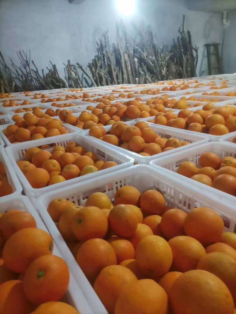 【纽荷尔脐橙】湖南湘西产地直供质量保证货源充足欢迎订购