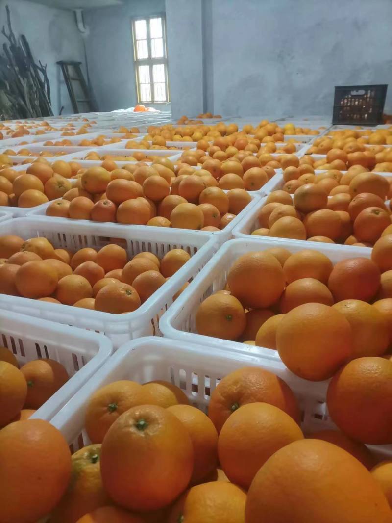 【纽荷尔脐橙】大量上市湘西基地直发质量保证量大优惠