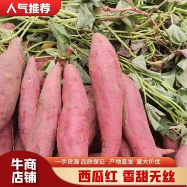 【热销】西瓜红蜜薯开封产地直供香甜可口量大从优欢迎来电咨询