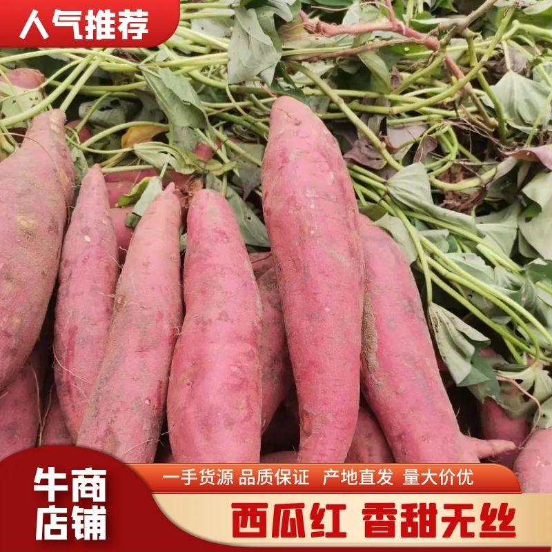 【热销】西瓜红蜜薯开封产地直供香甜可口量大从优欢迎来电咨询
