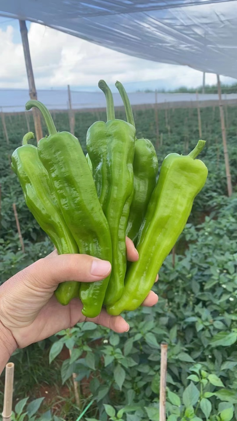 【推荐】芜湖椒、大量有货，一手货源，欢迎来电