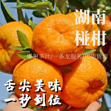 湖南椪柑现摘现发新货上市，整车批发价，实力代办电联