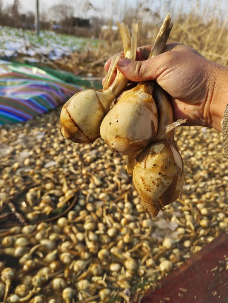 《常年批发》宝应茨菇新鲜货源白慈姑量大优惠现货供应