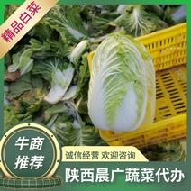 西安临潼白菜青杂三号白菜大量供应，对接全国市场，一手货源