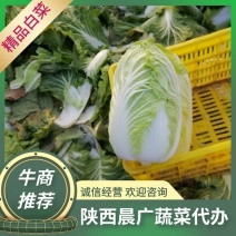 西安临潼白菜青杂三号白菜大量供应，对接全国市场，一手货源