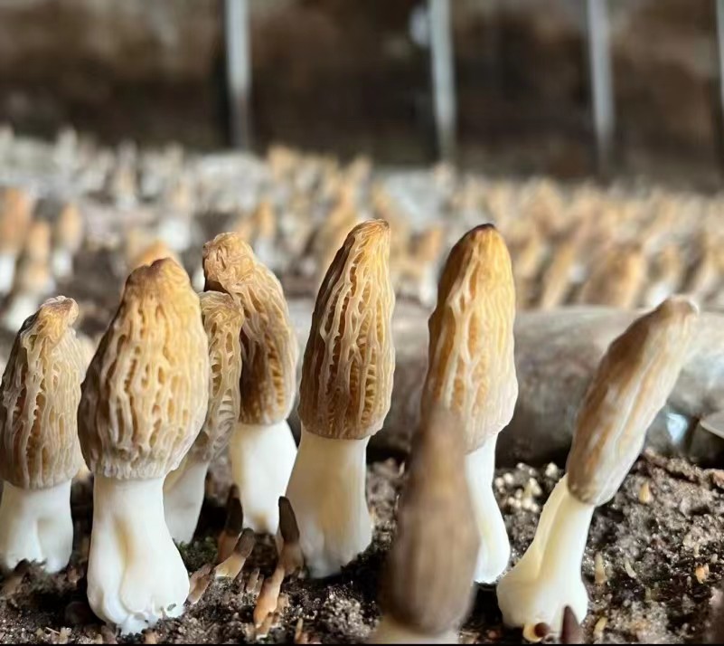 新鲜羊肚菌的近距离特写,展示其典型的蜂窝状菌盖结构,菌盖呈棕褐色,菌柄洁白且中空,生长在湿润的落叶林地面,周围有腐殖质覆盖 羊肚菌特写