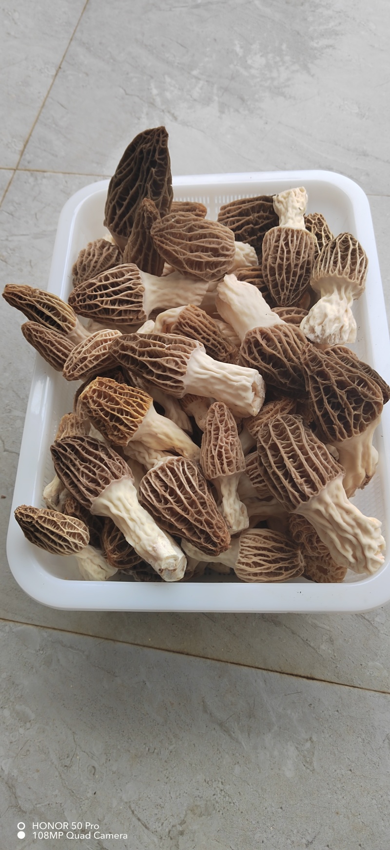 丽江高原羊肚菌，农户种植，价格实惠，供货稳定，诚信经营