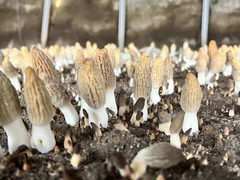 丽江高原羊肚菌，农户种植，价格实惠，供货稳定，诚信经营
