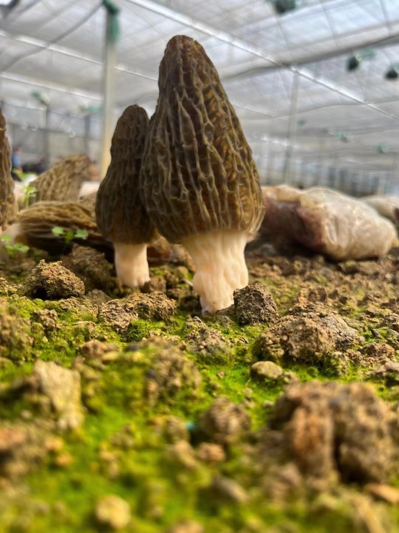 丽江高原羊肚菌，农户种植，价格实惠，供货稳定，诚信经营