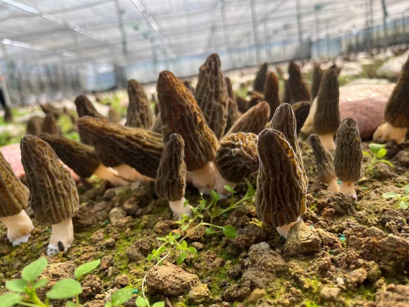 丽江高原羊肚菌，农户种植，价格实惠，供货稳定，诚信经营