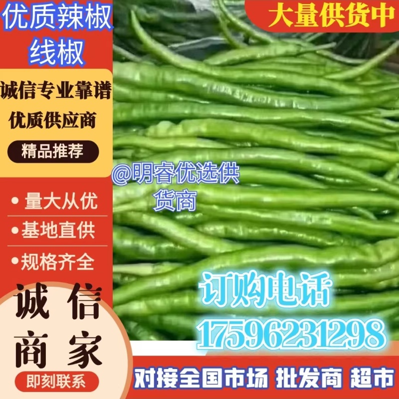 《线椒》河南鲜辣椒夏邑辣椒大量上市规格齐全价格便宜