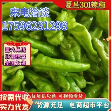 《301辣椒》河南鲜辣椒夏邑辣椒大量上市规格齐全价格便宜