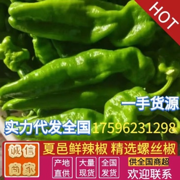《螺丝椒》河南鲜辣椒夏邑辣椒大量上市规格齐全价格便宜