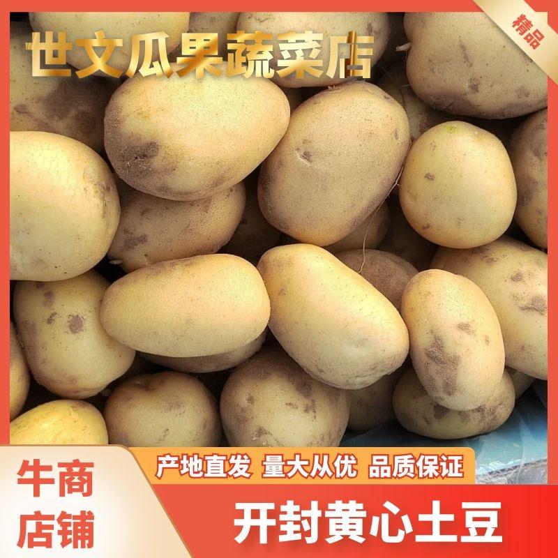 黄心土豆开封土豆万亩蔬菜水果基地欢迎各位老板前来选购