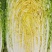 湖北嘉鱼黄心白菜4~6斤白菜大白菜视频看货