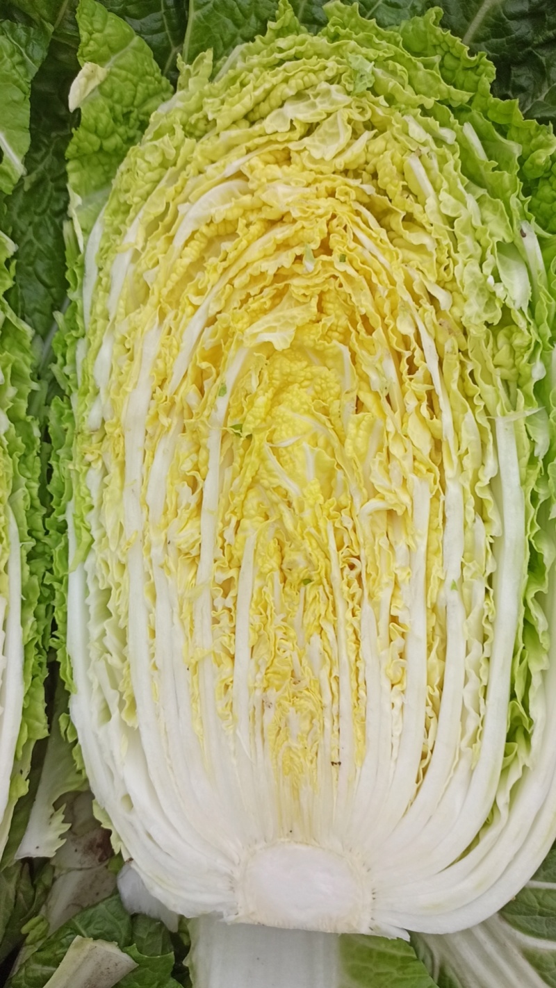 湖北嘉鱼黄心白菜4~6斤白菜大白菜视频看货