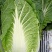 湖北嘉鱼黄心白菜4~6斤白菜大白菜视频看货