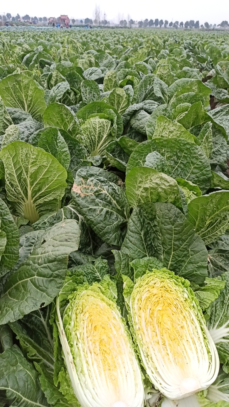 湖北嘉鱼黄心白菜4~6斤白菜大白菜视频看货