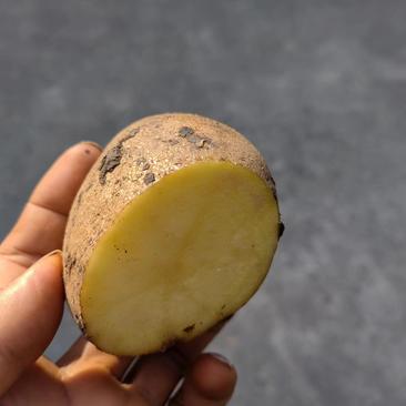 【新鲜】青薯5号土豆优质种薯现挖现发量大价优欢迎合作