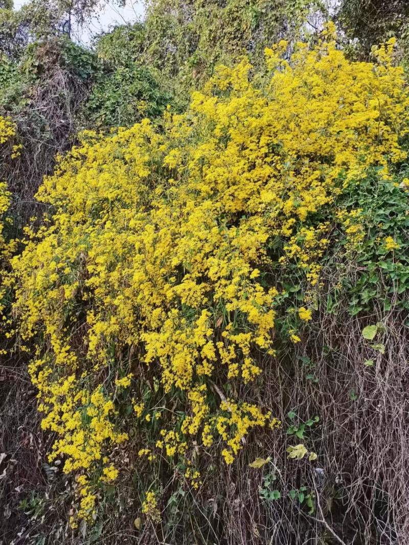 蜂蜜百花蜜一件2斤装，包邮一件代发量大从优