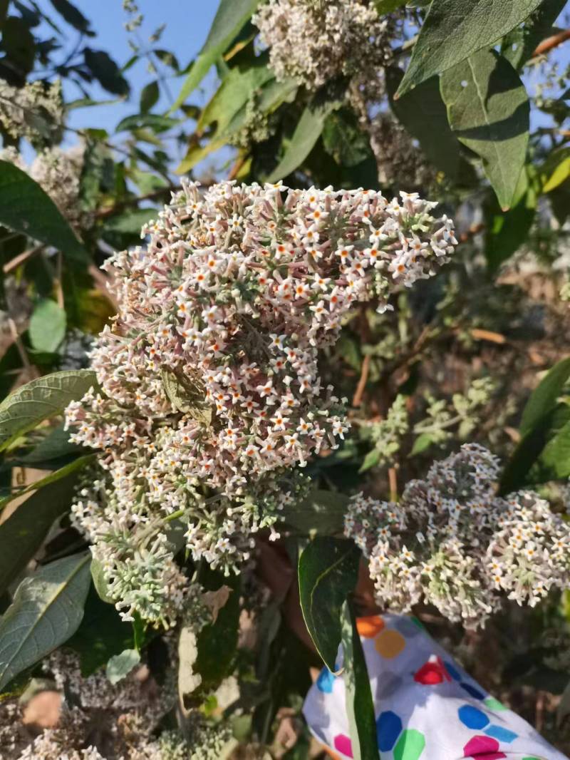 蜂蜜百花蜜一件2斤装，包邮一件代发量大从优