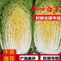 黄心白菜4~6斤净菜白菜大白菜视频