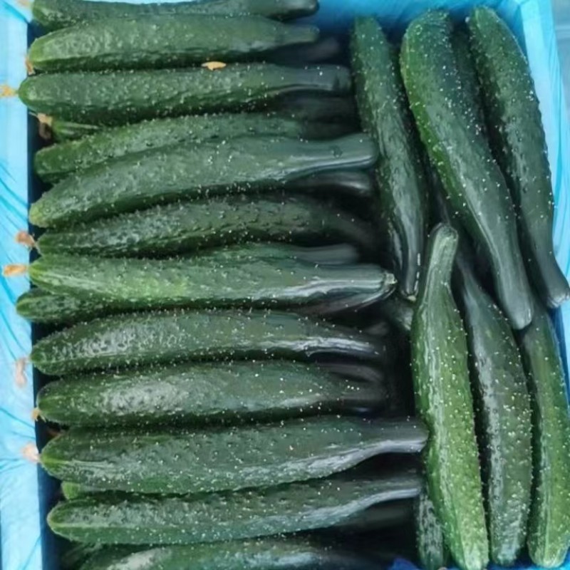 （实力代办）密刺黄瓜/精品二级黄瓜供应商超，电商各大市场