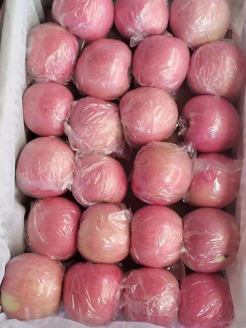 山西精品红富士80起套袋果供货稳定量大从优