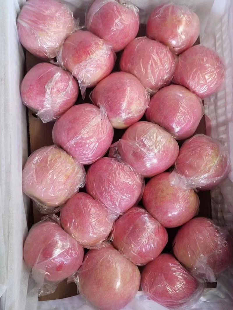 山西精品红富士80起套袋果供货稳定量大从优