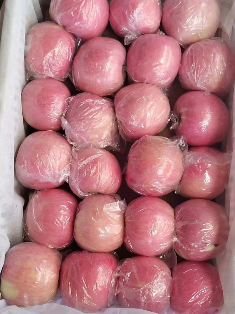 山西精品红富士80起套袋果供货稳定量大从优