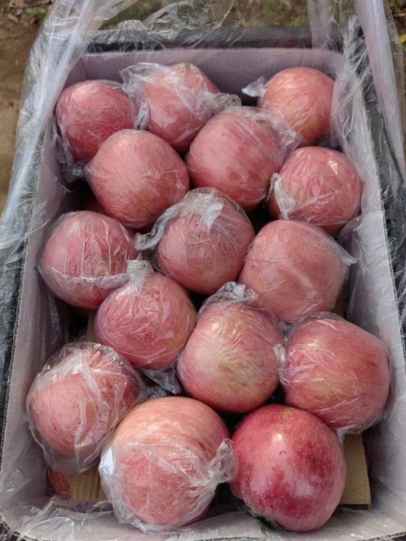 山西精品红富士80起套袋果供货稳定量大从优
