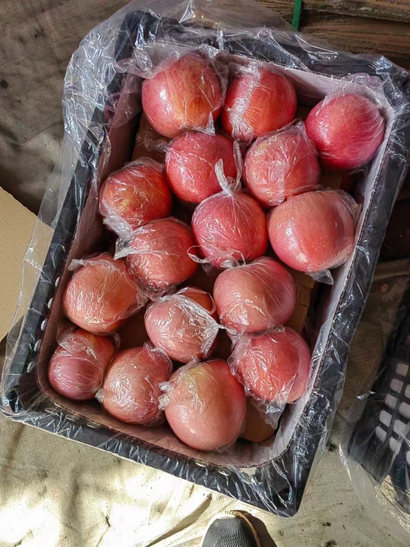 山西精品红富士80起套袋果供货稳定量大从优