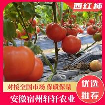 精品普罗旺斯西红柿大量上市品质保证诚信经营可视频