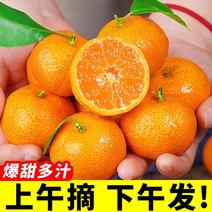 广西精品砂糖橘大量上市诚信经营一手货源品质保证欢迎来电