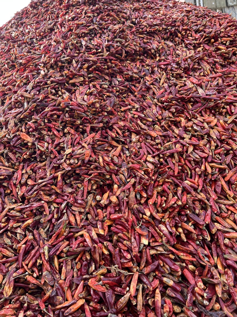 捡皮辣椒河南干辣椒量大价优量大支持视频看货