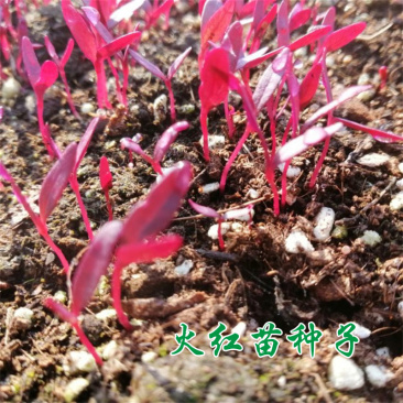 火红苗种子斯卡纳苗安曼红苗红苋菜可做芽苗菜种子
