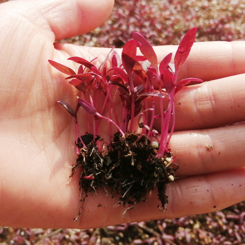 火红苗种子斯卡纳苗安曼红苗红苋菜可做芽苗菜种子