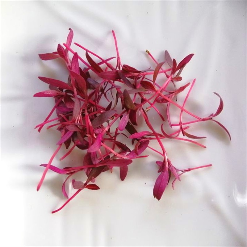 火红苗种子斯卡纳苗安曼红苗红苋菜可做芽苗菜种子