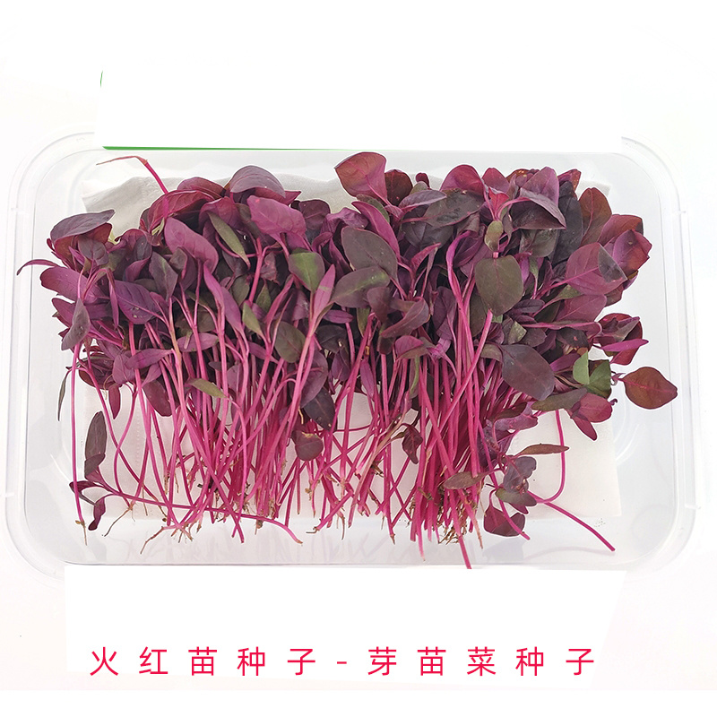 火红苗种子斯卡纳苗安曼红苗红苋菜可做芽苗菜种子