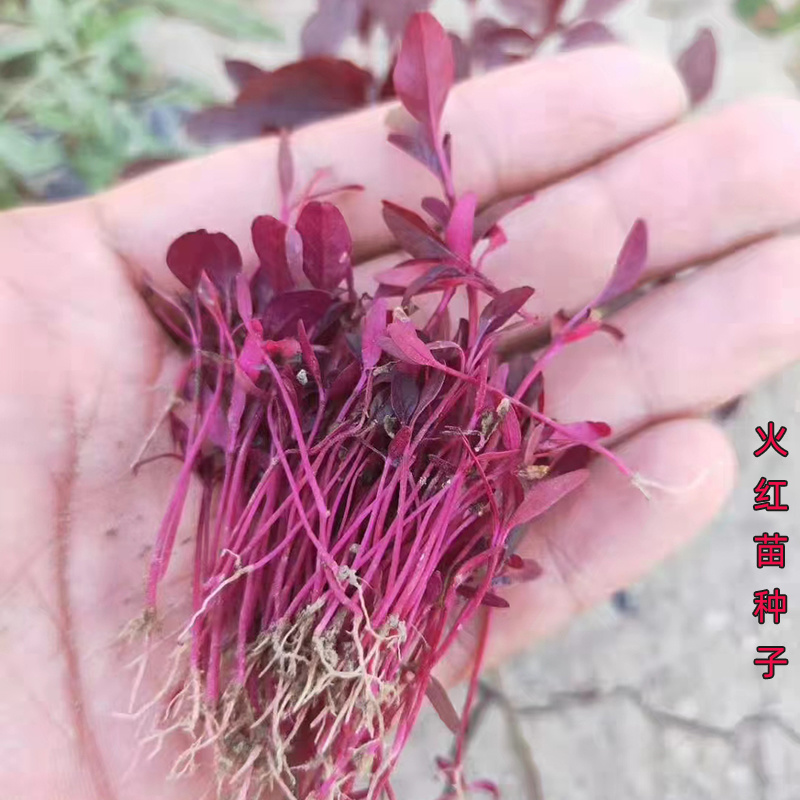 火红苗种子斯卡纳苗安曼红苗红苋菜可做芽苗菜种子
