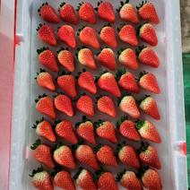 河南商丘精品天仙醉草莓现摘现发口感甜可视频欢迎咨询