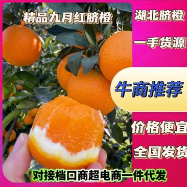 秭归九月红果冻橙原产地批发全国档口市场商超电商