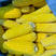 速冻甜糯玉米大量有货，保质保量供应，欢迎来电洽谈