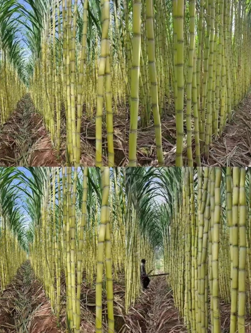 （云南黄皮甘蔗）精品甘蔗，产地直发，对接全国市场批发商