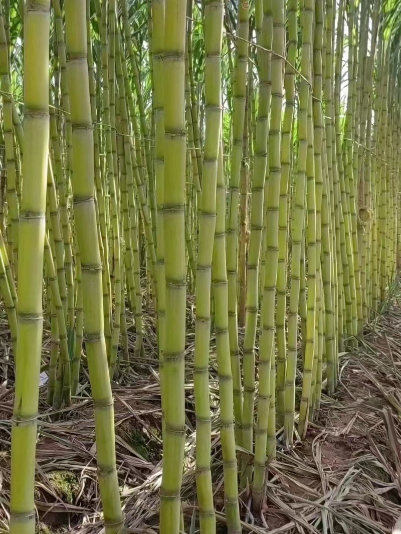 （云南黄皮甘蔗）精品甘蔗，产地直发，对接全国市场批发商