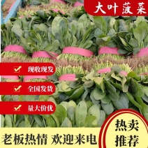 【产地直发】精品菠菜现摘现发，品质，量大价低